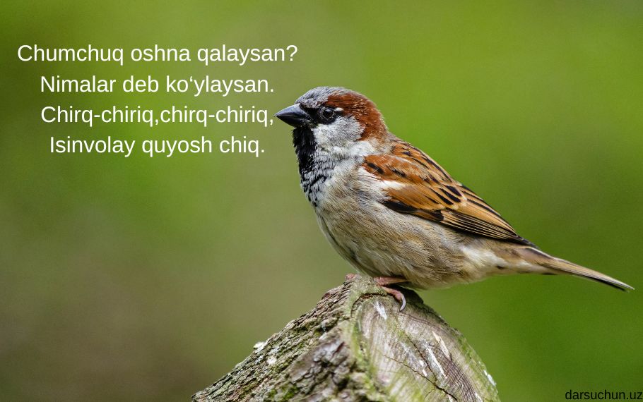 Chumchuq haqida sher.
